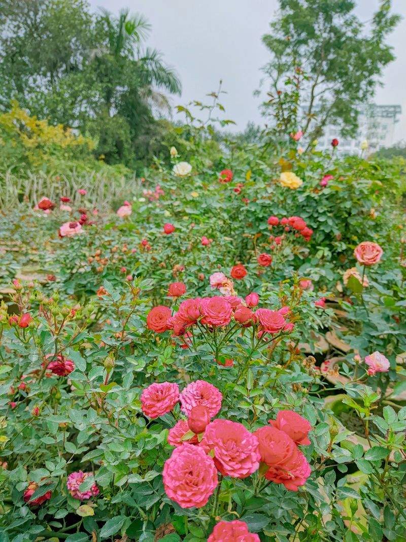 VerdeNativo Jardinería y Paisajismo 12